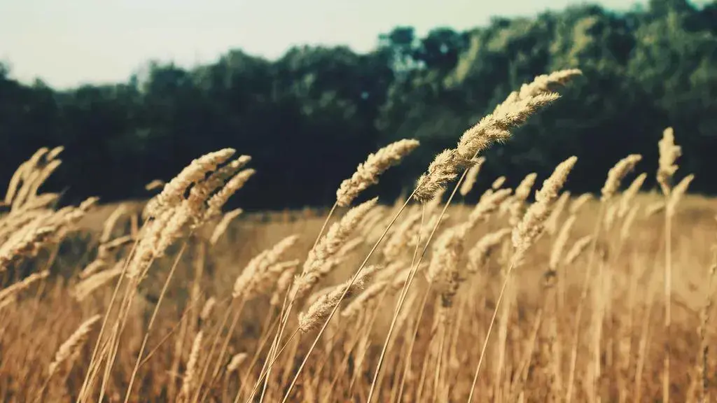 Engadget Reviews New MSI Claw 8 EX AI+, Sony A7R VI and Ray‑Ban Meta Optics