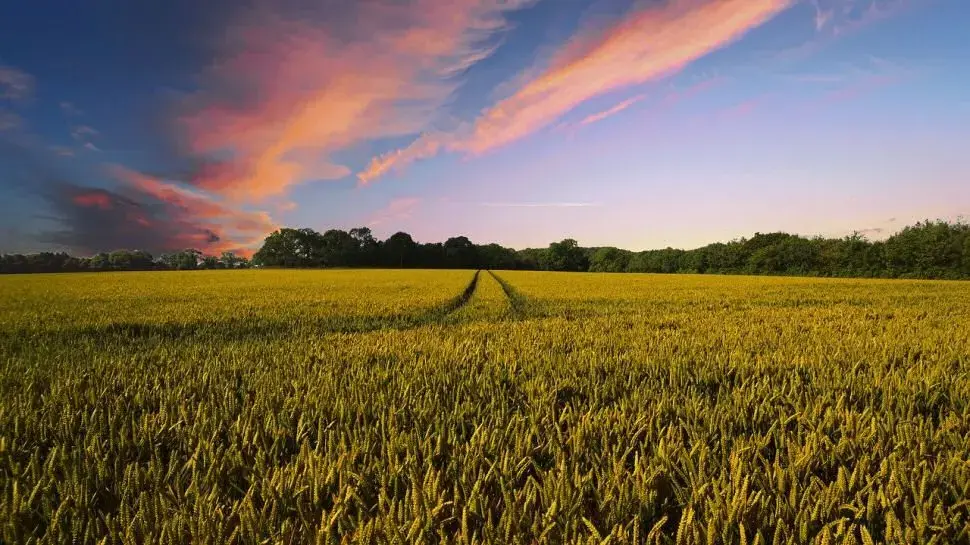 Farmer Loses Entire Crop After Following AI Herbicide Advice