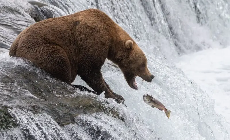 BigBear Phishing Operation Uncovers Over 5,000 Microsoft 365 Credentials