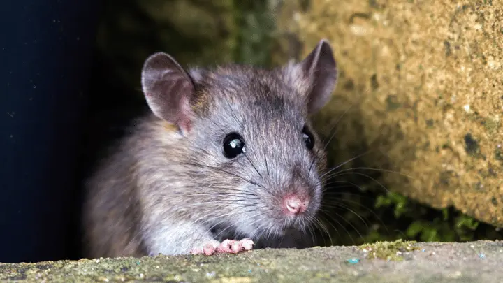 Affordable VectraRAT Malware Targets Corporate Windows Networks