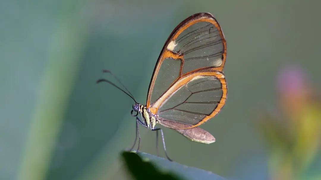 Anthropic and Glasswing Partners Report Thousands of Verified Vulnerabilities Found in Recent Months