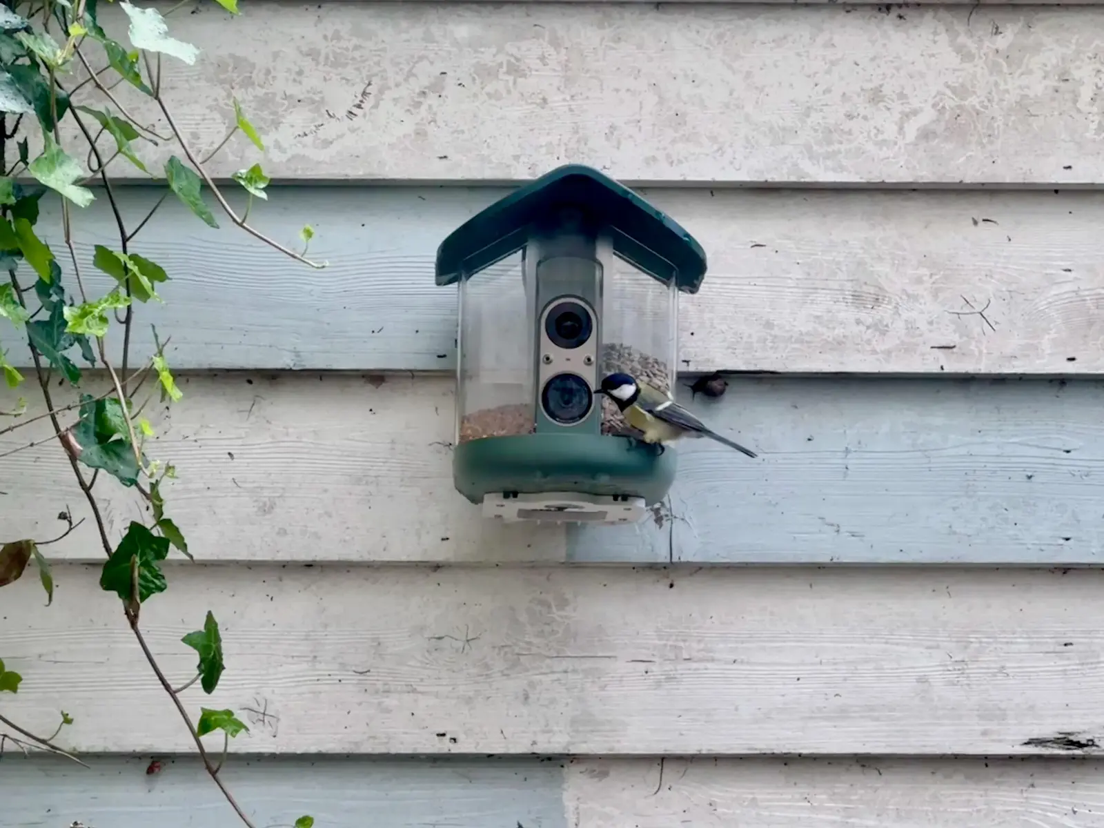 Smart Bird Feeders Transform Backyard Wildlife Watching With Camera Tech